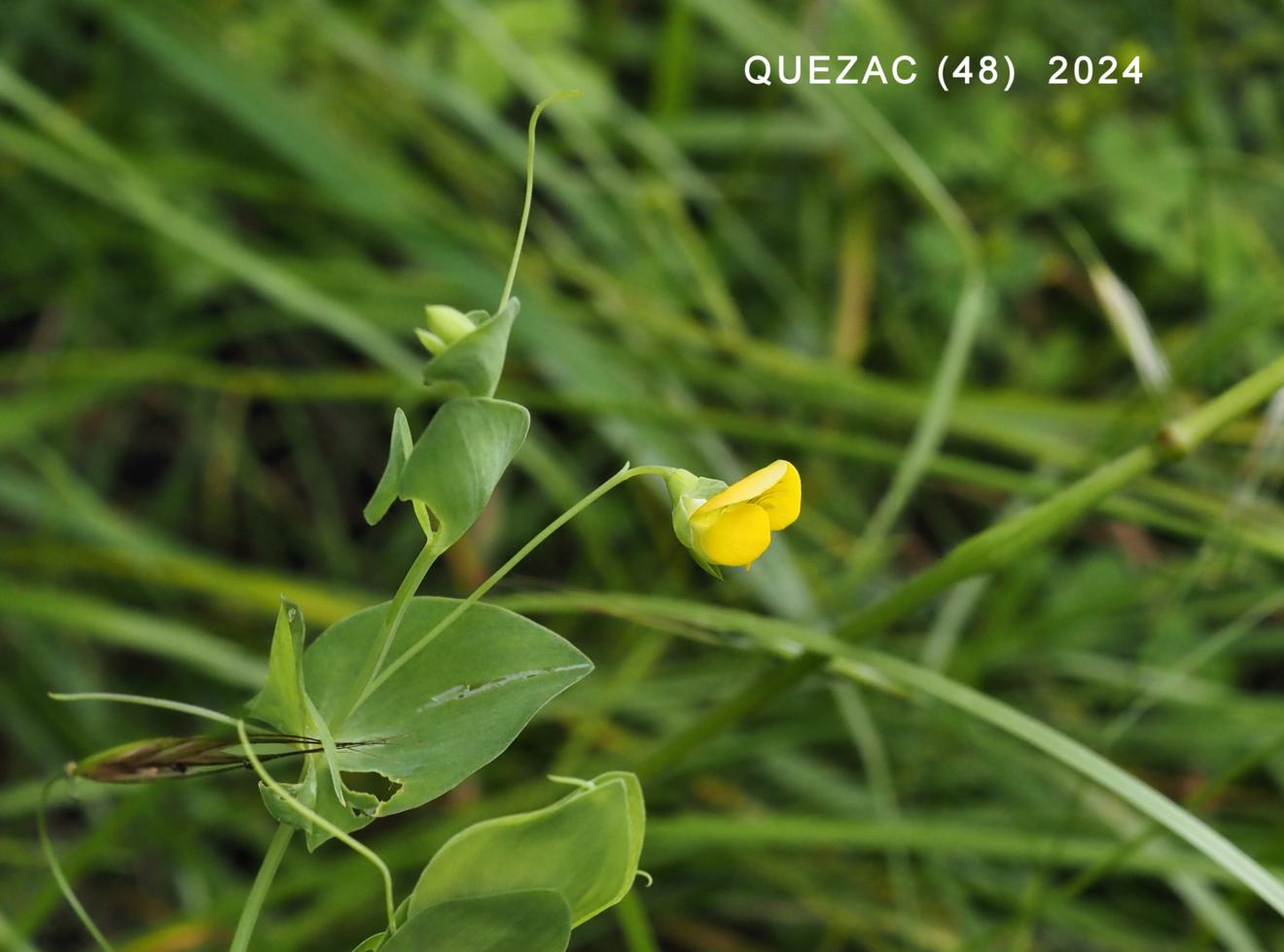 Vetchling, Yellow